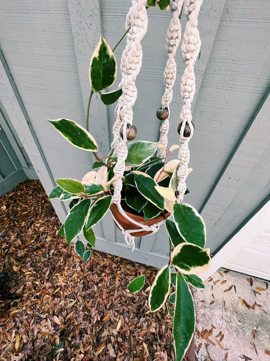 herbivoreabbey's tweet photo. PLANT FRIENDS, it has been so long since I posted🥺 Spring is getting me into the mood now, so here are some plant pics I took today🥰 https://t.co/D1dMQGdBpq