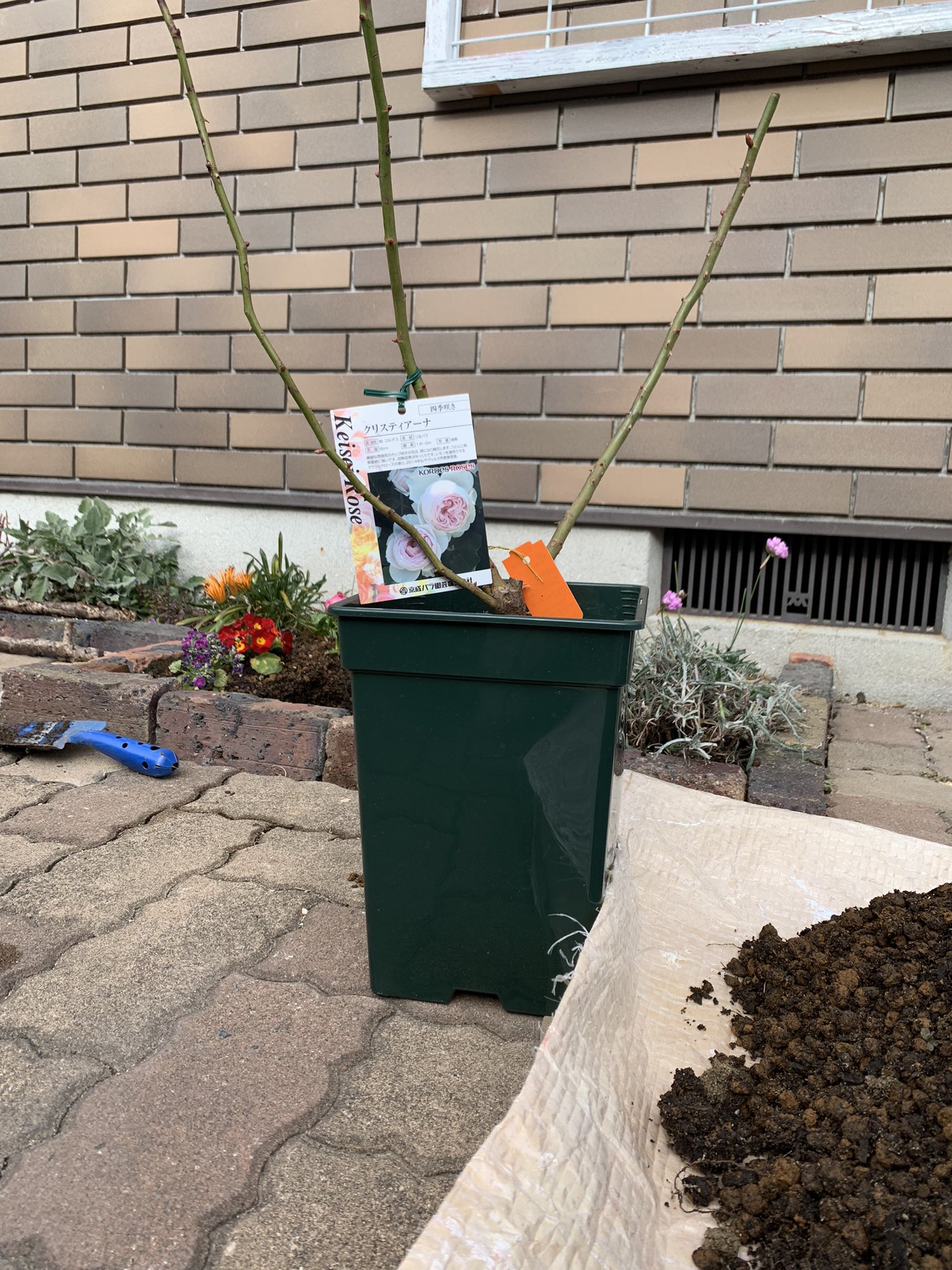 京成ﾊﾞﾗ園 Twitter Search Twitter