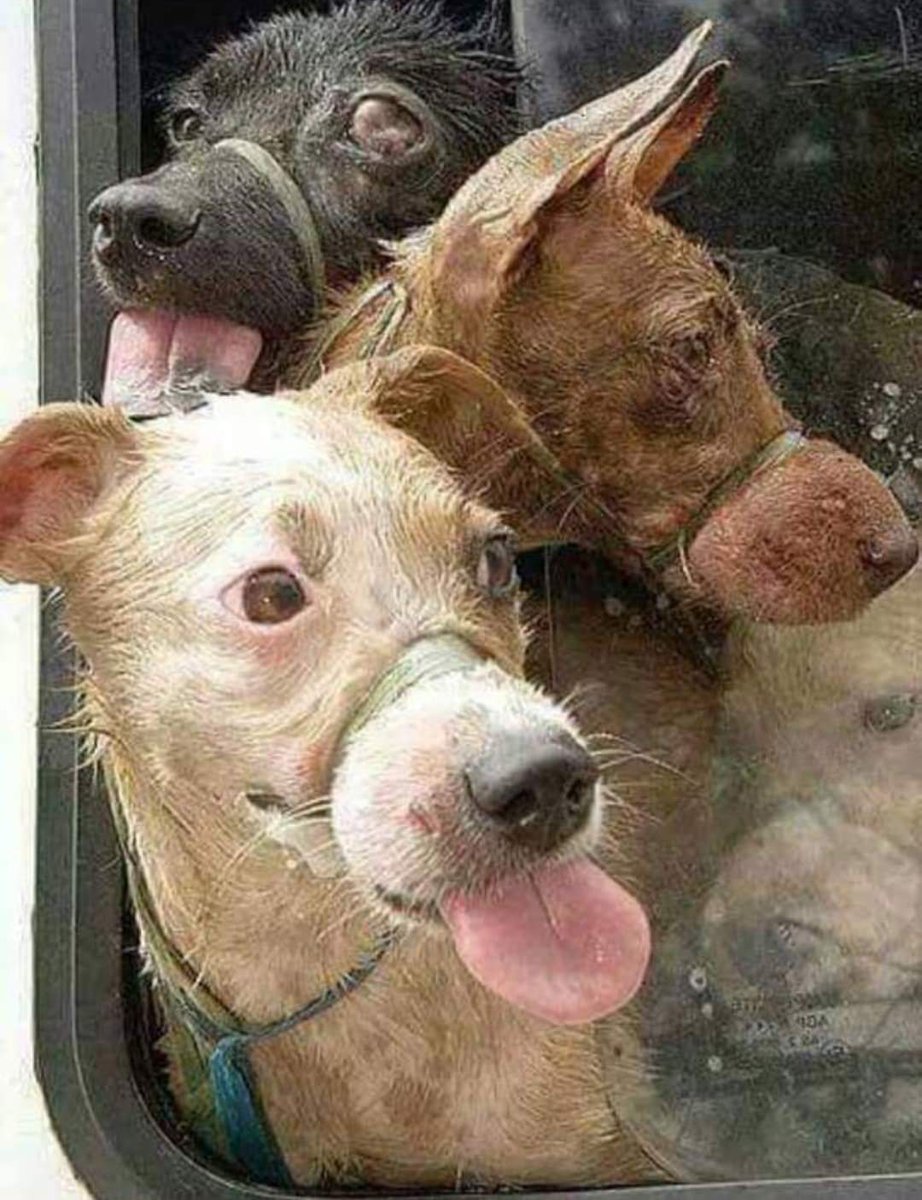 pilartropico's tweet image. Abolición Esclavitud Animal
Hace 200 años para Estados Unidos era absurda la abolición de la esclavitud
Hace 150 años sugerir el derecho al voto para las mujeres
Hoy se ríen de nosotros por pedir que la esclavitud animal termine Algún día no se reirán -Gary Smith
JusticiaVegan🌱