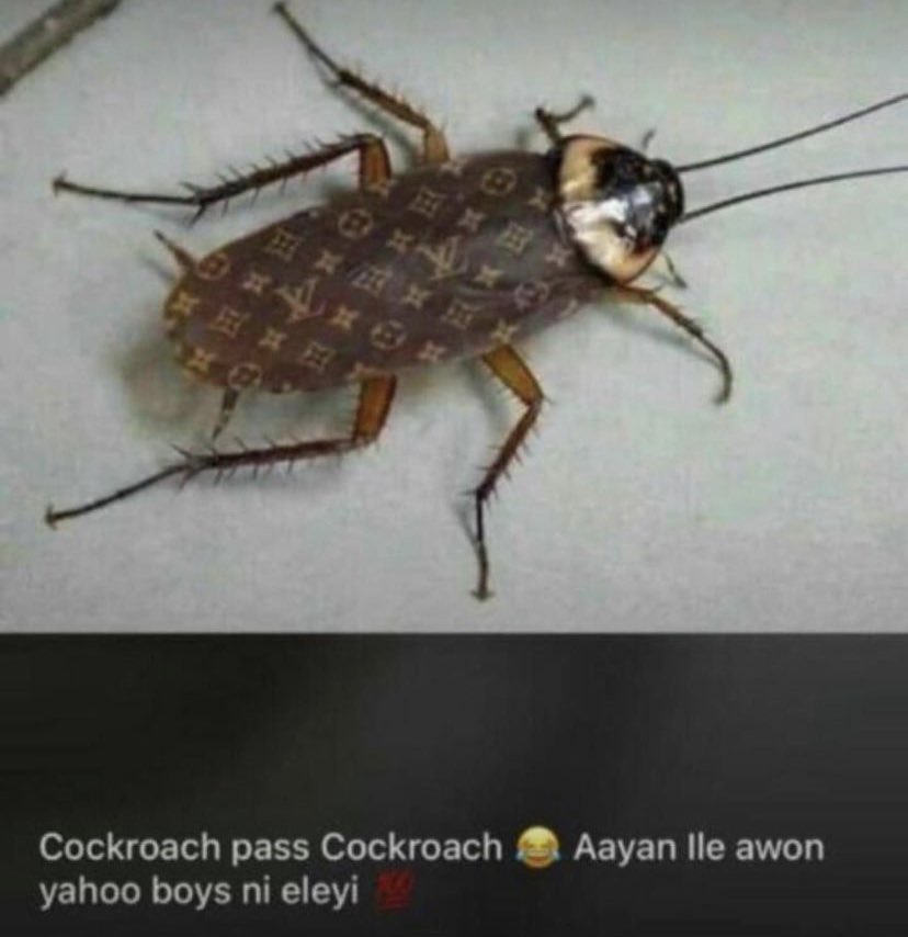 Abdulazeez🇳🇬 on X: Have you seen a Louis Vuitton cockroach before? Here  is one! Cockroach pass cockroaches sha  / X