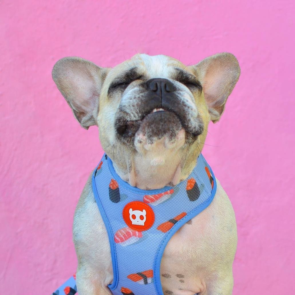 En şık tasma modellerimiz için mağazamızı veya kapidamama.com adresini ziyaret edebilirsiniz. 🤩 #pazar #köpek #kedi #evcilhayvan #Website #sakarya #evcilhayvan #köpektasması #BunuBirYereYaz #zeedog #tasma #alışveriş
