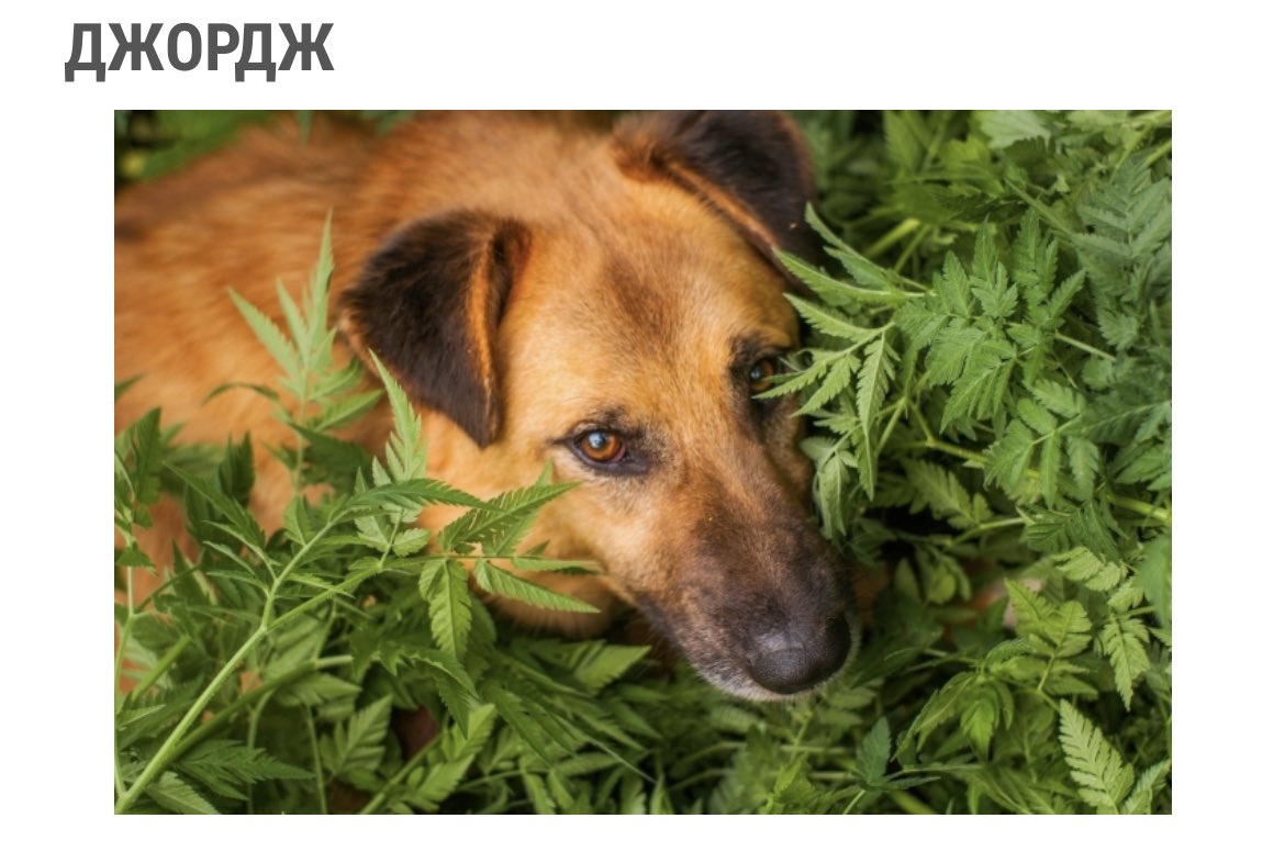 iBrandiER's tweet photo. 🐕 
А сейчас знакомьтесь это Джордж!
Добрый,игривый,в меру шаловливый и очень не хочет провести оставшуюся жизнь в Азкабане, точнее, в приюте.
Ищет дом и любящего хозяина! 
Пол: кобель
Год рождения: 2019
Приют: Зоорассвет
Вся информация о собаке в ссылке 
https://t.co/aqCFQTV7yV https://t.co/EZY3yDIKiT