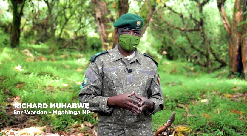#HomeOfTheGorillas initiative supplements gorilla conservation. - Richard Muhabwe,Snr Warden-Mgahinga National Park
youtu.be/hl9xOc77j84