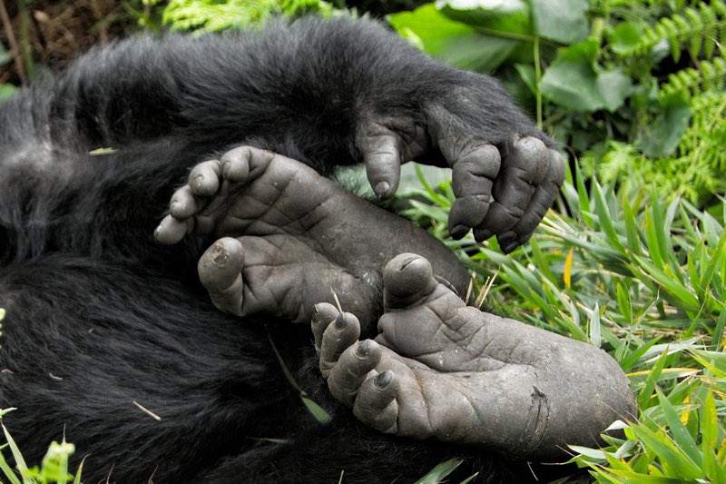 We need your feet! 

Come run near you to save the gorillas. Follow the link in the bio for more info.

Did you know gorilla’s arms are shorter than their legs? This keeps them upright when walking on all fours!  

Photo credits: Mike Johnson.  #Gorilla #Charity #Donate #Help