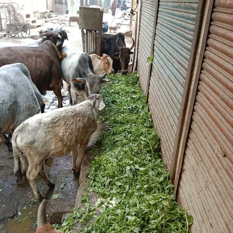 AnandmayEarth's tweet photo. @AnandmayEarth @cschaturvedi06 @icsi_cs @Akarshkr99 @myogiadityanath @HemantSorenJMM @PetaIndia #anandmayearthfoundation #anandpoorna_initiative_for_cow @sonalgoelias https://t.co/N3ZWmuzPc3