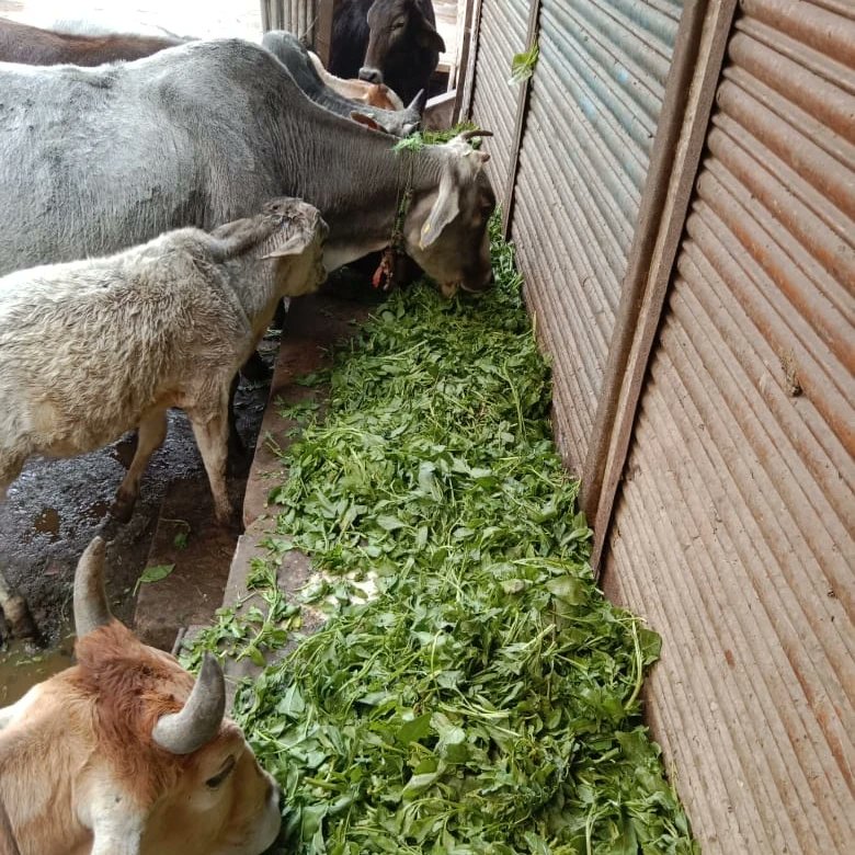 AnandmayEarth's tweet photo. @AnandmayEarth @cschaturvedi06 @icsi_cs @Akarshkr99 @myogiadityanath @HemantSorenJMM @PetaIndia #anandmayearthfoundation #anandpoorna_initiative_for_cow @sonalgoelias https://t.co/N3ZWmuzPc3