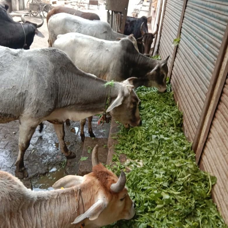 AnandmayEarth's tweet photo. @AnandmayEarth @cschaturvedi06 @icsi_cs @Akarshkr99 @myogiadityanath @HemantSorenJMM @PetaIndia #anandmayearthfoundation #anandpoorna_initiative_for_cow @sonalgoelias https://t.co/N3ZWmuzPc3