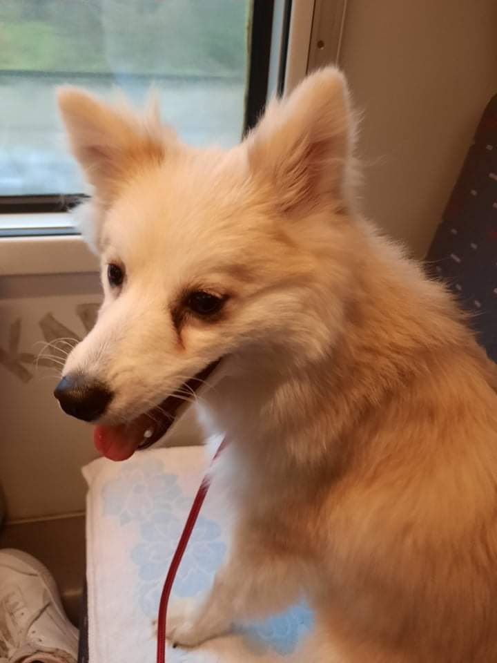 MyloThepomsky's tweet photo. @GoldretrieverUS Good morning fwend ❤🐶🌝 https://t.co/CV0eHi4NHW