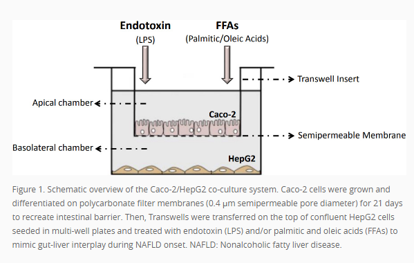 MetabolismAnd's tweet photo. 【🧐Welcome to read and share👏📤】
💡Caco-2/#HepG2 #coculturesystem resembles the derangement of intestinal barrier integrity in presence of #endotoxin and #fattyacids.
@juanpabloarab @GailYentaBeck @bhushanlab @doctorbenlloch @indoximity 

✍️🔗https://t.co/HSqrYcBYmw📊 https://t.co/c81BLxkMJV