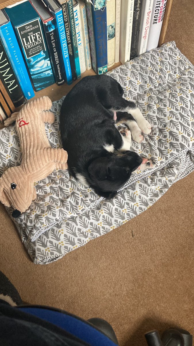 gowergirl's tweet photo. My co worker today #WorkfromHome #borderjack #asleeponthejob https://t.co/CT4LNvedez