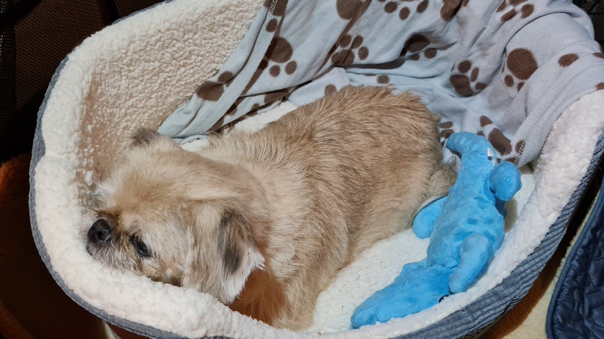 Sorry for being MIA on streams this month Fam🥲, 
Been really struggling after getting Covid at the start, wiped my energy 
Thank you for all your support you have shown, you guys are the best 💜🐏

P.s here is a cute pic of flint, if you're having a bad day ☺️