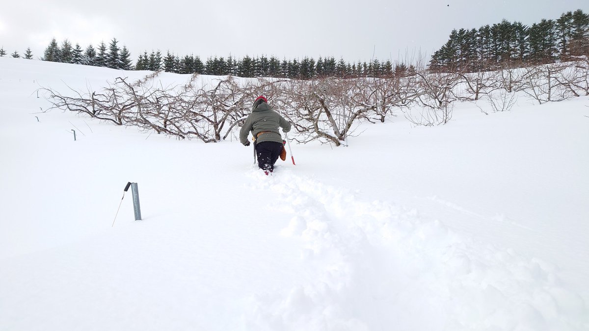 yoichi_suna's tweet photo. プルーンの枝切り
連日の雪により、膝まで埋まりながらの作業でした。

今シーズン〆の大雪だと信じたい。 https://t.co/kqRbWfuxmu
