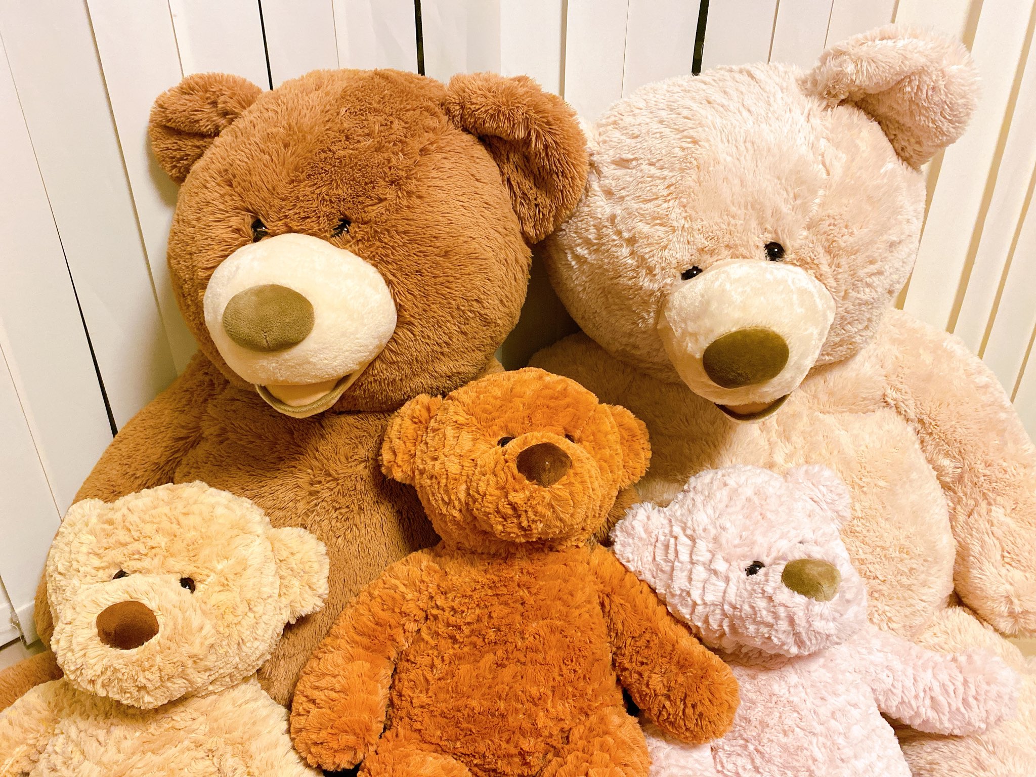 Thegooddoctor様向け コストコくま Www Ictak Or Ke