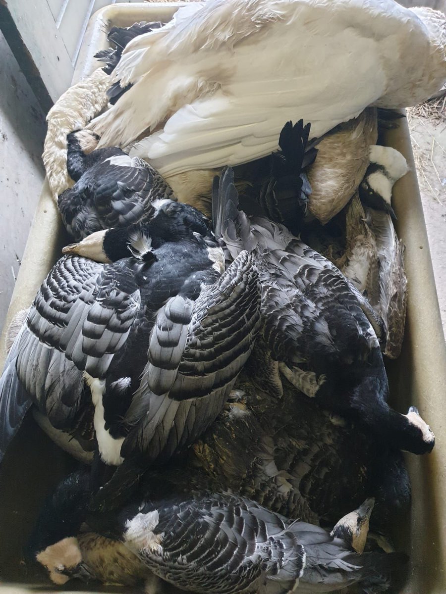 DierenLot's tweet photo. Duizenden wilde dieren zijn slachtoffer van de #vogelgriep. Daarom onze oproep aan de #politiek:
Zorg ervoor dat #kadavers van wilde vogels zo snel mogelijk worden opgeruimd om verdere verspreiding te voorkomen. Maak gebruik van onze #handvatten: https://t.co/9TeWBL9zvB https://t.co/kg8ZVdLQqB