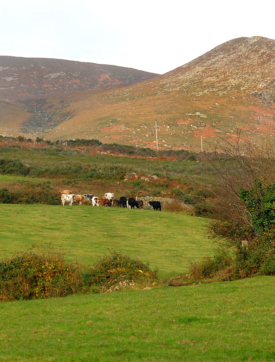 Call for local #Beef and #Sheep #Farmers to participate in an <a href="/AFBI_NI/">AFBI</a> and <a href="/UlsterUni/">Ulster University</a> study on the future of Hill and Upland Farming  bit.ly/3pbD8zU #AFBIScience #AFBIResearch