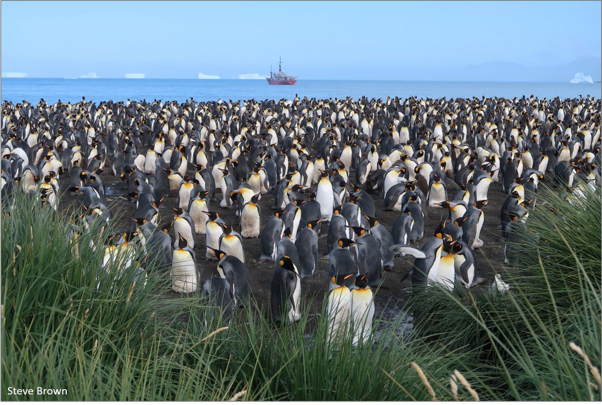 Happy Birthday to our MPA! 10 years ago today the South Georgia &amp; South Sandwich Islands Marine Protected Area was officially designated. In 2012 it was the first and largest #MPA in the South Atlantic, created to conserve the incredible marine biodiversity in the region #SGSSI