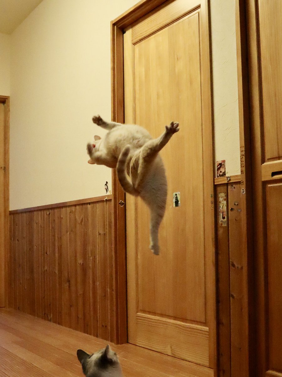 Unusual Cats (@unusual_cats) on Twitter photo 