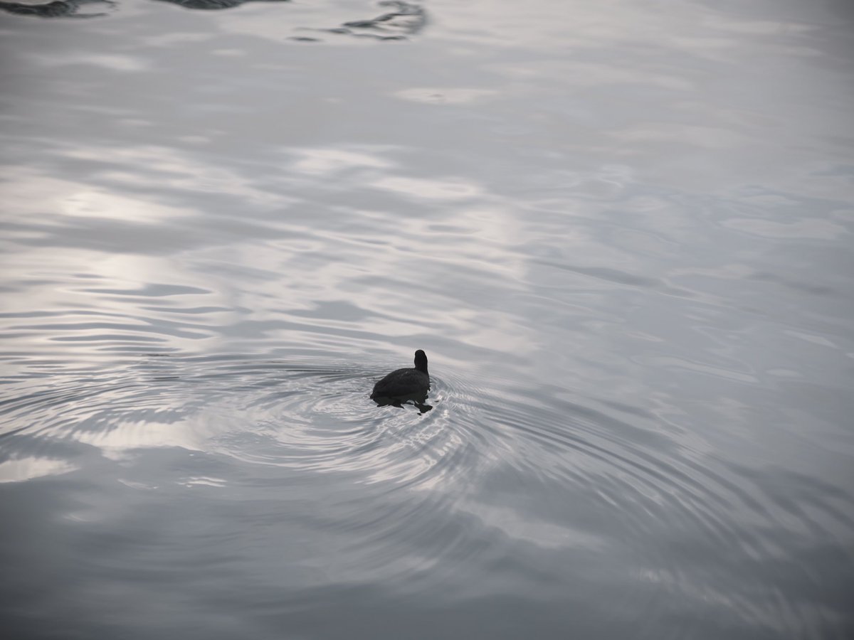 uron_mogu3's tweet photo. アポゾナー大先生はラージフォーマットでも良いボケ方をするなあ…🐧

なお、CONTAX AS 200mm F2という変態レンズをGFXで使った方には先駆者がおられて、その方は大丈夫と言ってたけど、実はちょっと周辺減光します(35mm 用だから仕方ない)

#GFX100S
#ZEISS
#ApoSonnar https://t.co/kLxuaV0p66