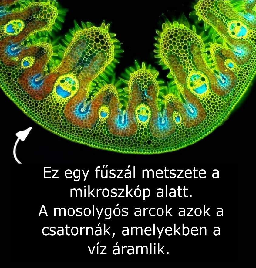 mo_zsu's tweet photo. 😀🍃💦💚
#nature #csodástermészet #bladeofgrass #microscopicimage #klímavédelem
https://t.co/EQgdOHt1Ta https://t.co/QDpaRb6agb