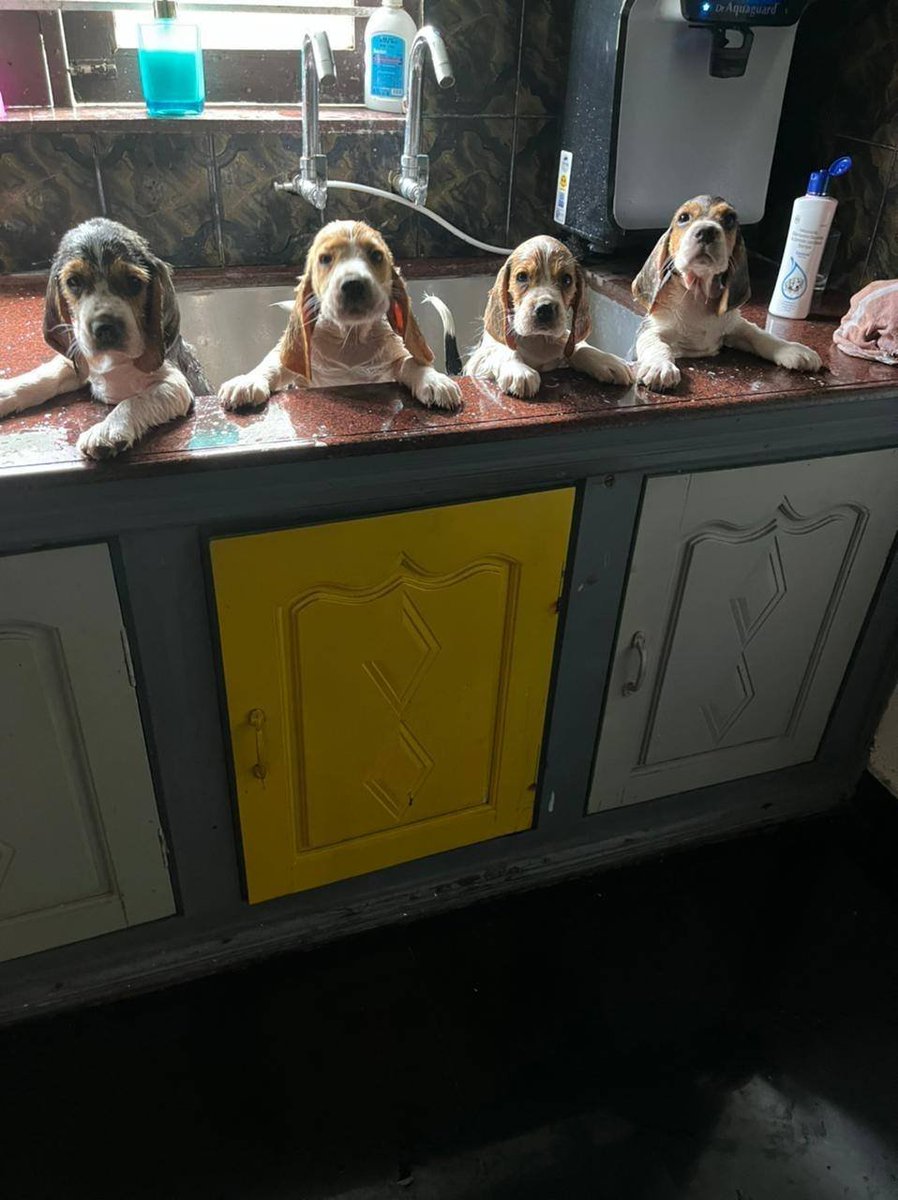 beagle_addict's tweet photo. Bath Time 😂🛁 https://t.co/jyaZ4WAs1b