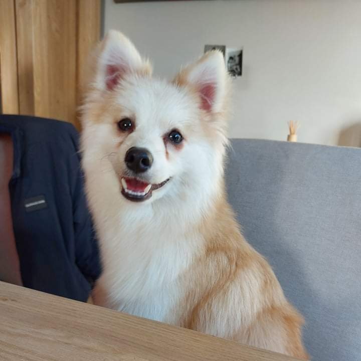 MyloThepomsky's tweet photo. #NieuweProfielfoto #cute #dogsoftwitter #DogsofTwittter #cutenessOVERLOAD #cutedogs #animals 🌸💕🐶 https://t.co/ke42nZ9hdx