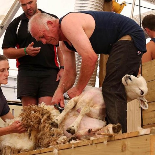 BritishWoolFarm's tweet photo. We are pleased to announce that Alan Derryman will become the new Board Member for the South Western region
To read the full press release following the link https://t.co/4KHC6db698
#BritishWool #BoardMembers #Wool #ChampionWool #ShearingSheep #Shearing #Sheep #SheepFarming https://t.co/PopFZNgWGd