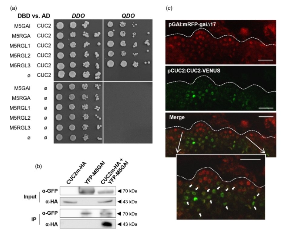 Happy to share with you our latest work @ThePlantJournal: Gibberellins regulate ovule number through a DELLA–CUC2 complex in Arabidopsis. Thanks a lot for making me part of this beautiful work. All the credit goes to @DaniB_Trasto, you are the best! @IBMCP onlinelibrary.wiley.com/doi/10.1111/tp…