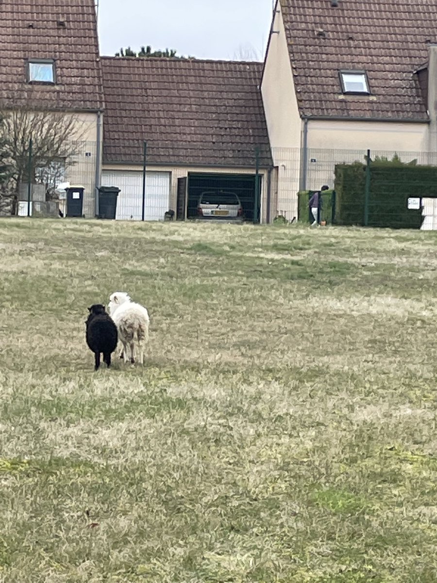 LFVBeaugency's tweet photo. Dans le cadre de l’EDD les éco-délégues du lycée @LFVBeaugency  ont participé à l’installation de l’éco pâturage et à l’accueil des deux moutons d’Ouessant. Un projet qui se concrétise et un grand Merci aux professeurs et aux élèves pour leur engagement. https://t.co/JApSIaTMBI