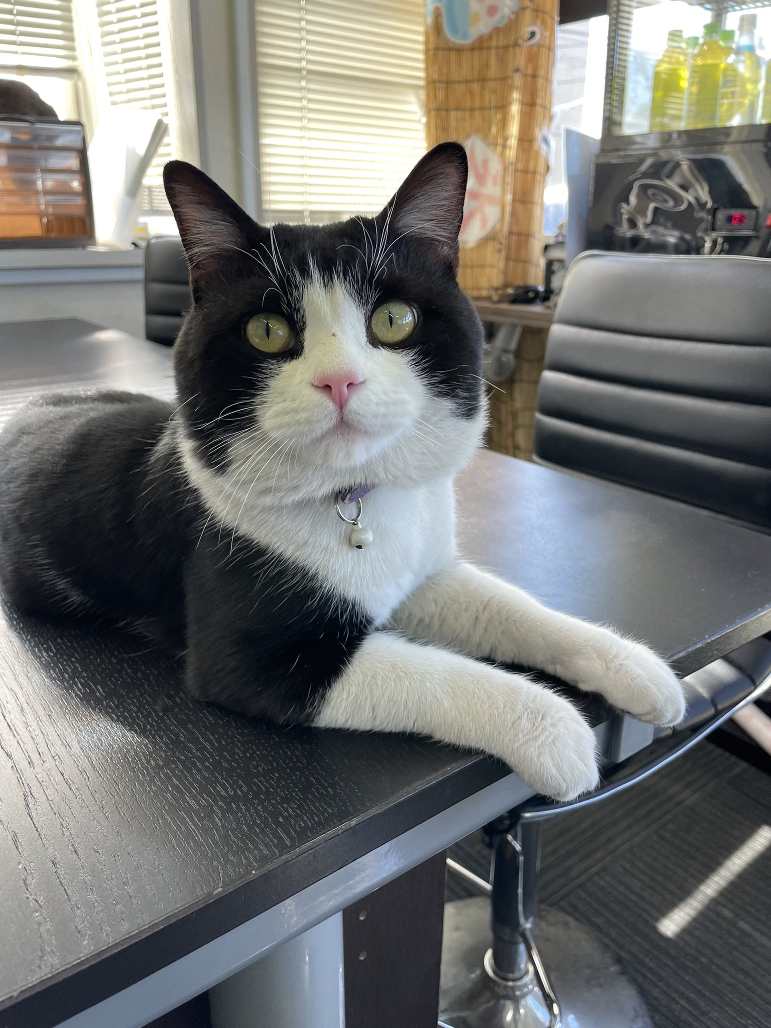 イーカーズ深谷店 ぴぴららぽぽ おれの第2章 ピピ 去勢しました 新生ピピ 猫のいる暮らし 猫のいる生活 猫好きさんと繋がりたい 埼玉 深谷 イーカーズ 車売ります 車買います 中古車 車好きな人と繋がりたい T Co Dkdayclx7b Twitter