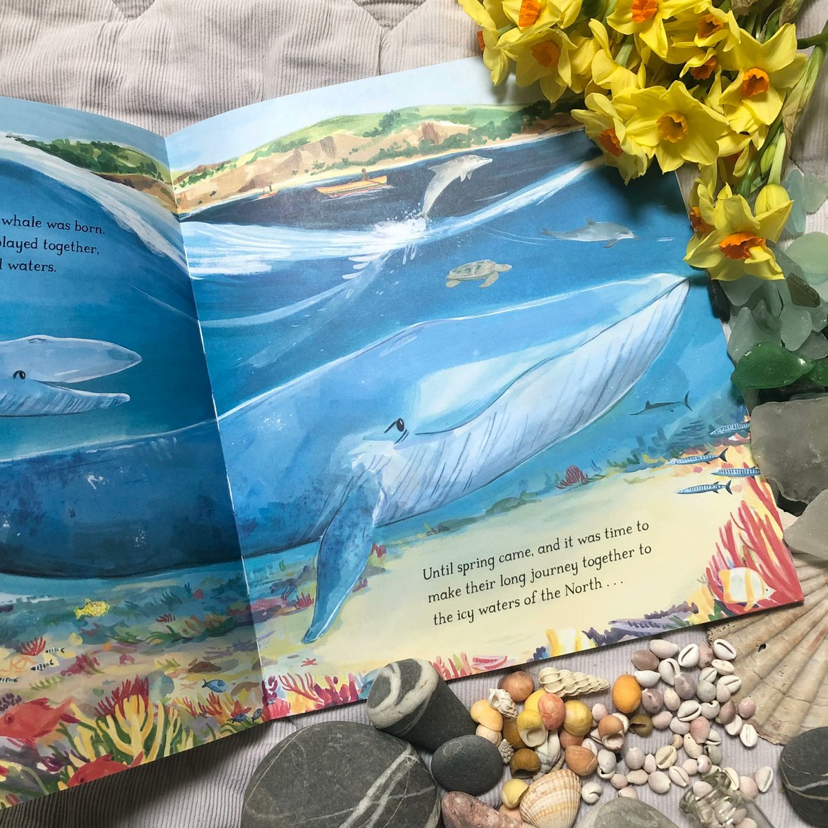 MacmillanKidsUK's tweet photo. Follow #hopethewhale on her epic journey across the oceans,  inspired by the story of the real Hope – one of the @NHM_London's most loved exhibits. Beautifully illustrated by @chalaurate, this is a stunning picture book about one of our planet's most magnificent creatures. https://t.co/Rp704exevH