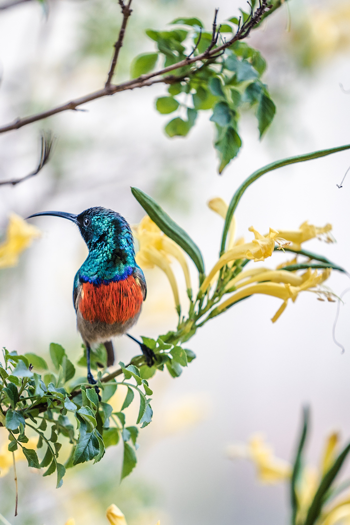 Blommekloof's tweet photo. We have abundant #birdlife at #Blommekloof -treat for all #birdwatchers! From vibrant #sunbirds &amp; industrious #weavers to #AfricanHoopoe, &amp; the often heard but as yet unseen rare #BuffSpottedFlufftail.  #petfriendly #petfriendlysa #westerncape #birdwatching #birding #birdingSA https://t.co/ykJpuLAXX0