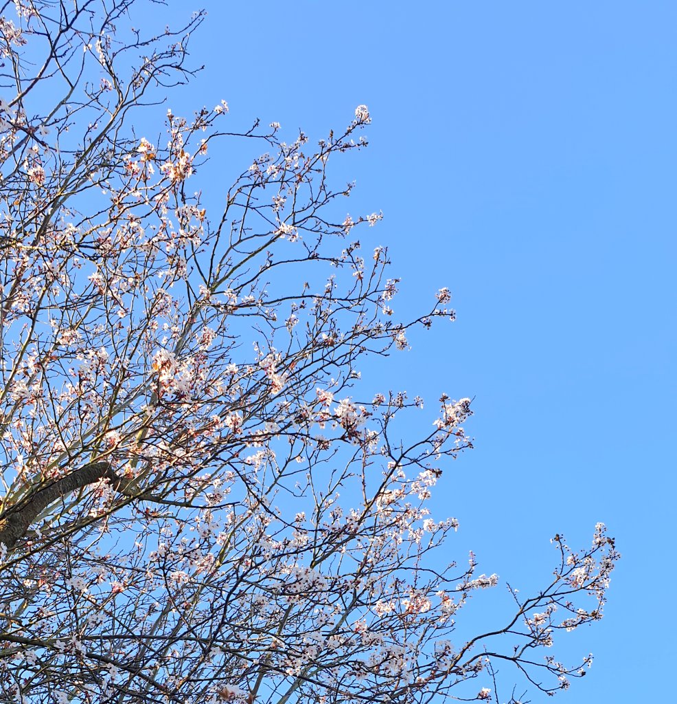 #Blossom this morning in #wildputney.