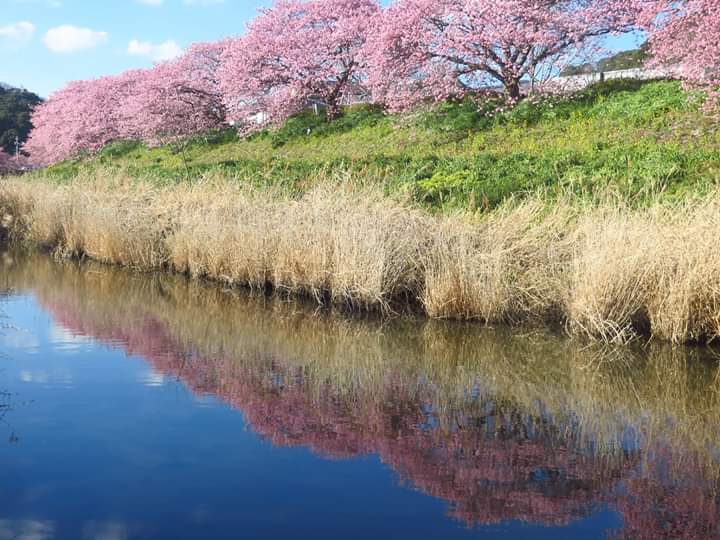 川上桜情報 ずっぱりjapan 安心安全情報