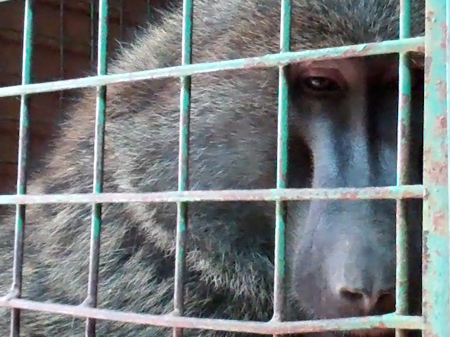 Action4Primates's tweet photo. Please take action for #baboons turned into 'alcoholics' in highly disturbing publicly funded research at #JohnsHopkinsSchoolofMedicine - such cruelty to try to simulate chronic heavy & binge drinking in people is morally unacceptable: https://t.co/h4U0Jm6voj
#StopPrimateTests https://t.co/rrgDL28jTF
