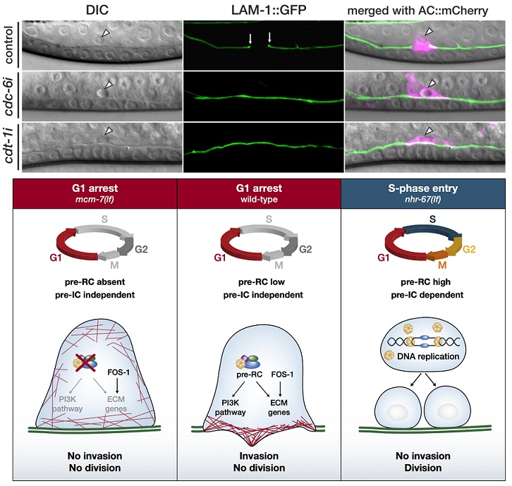 PLOSBiology's tweet photo. Cell invasion is an initiating event during #metastasis and an essential process during development. Study in #Celegans shows that the DNA pre-replication complex plays a moonlighting cell cycle-independent role in promoting #CellInvasion #PLOSBiology https://t.co/bLxwp0A6Ok https://t.co/aaksxzRHIQ