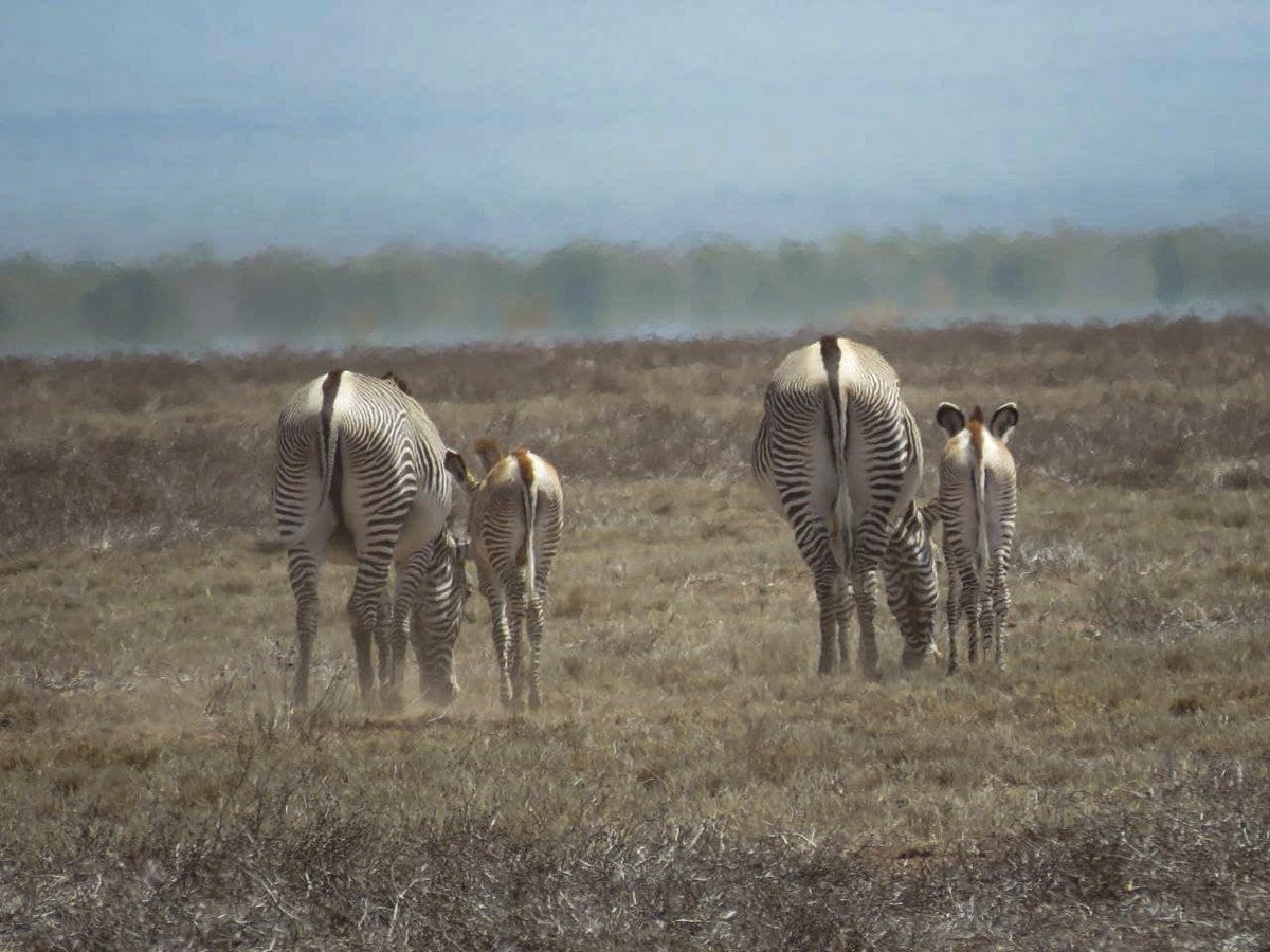 ethiogreenideas's tweet photo. በቦረና ብሔራዊ ፓርክ በተከሰተው ድርቅ ለዱር እንስሳት መኖ እና ውሃ አቅርቦት እየደረሰ ነው፡፡
@ethiogreenideas #zebra #Ethiopia #Borena #drought https://t.co/yiF4dyqBYc