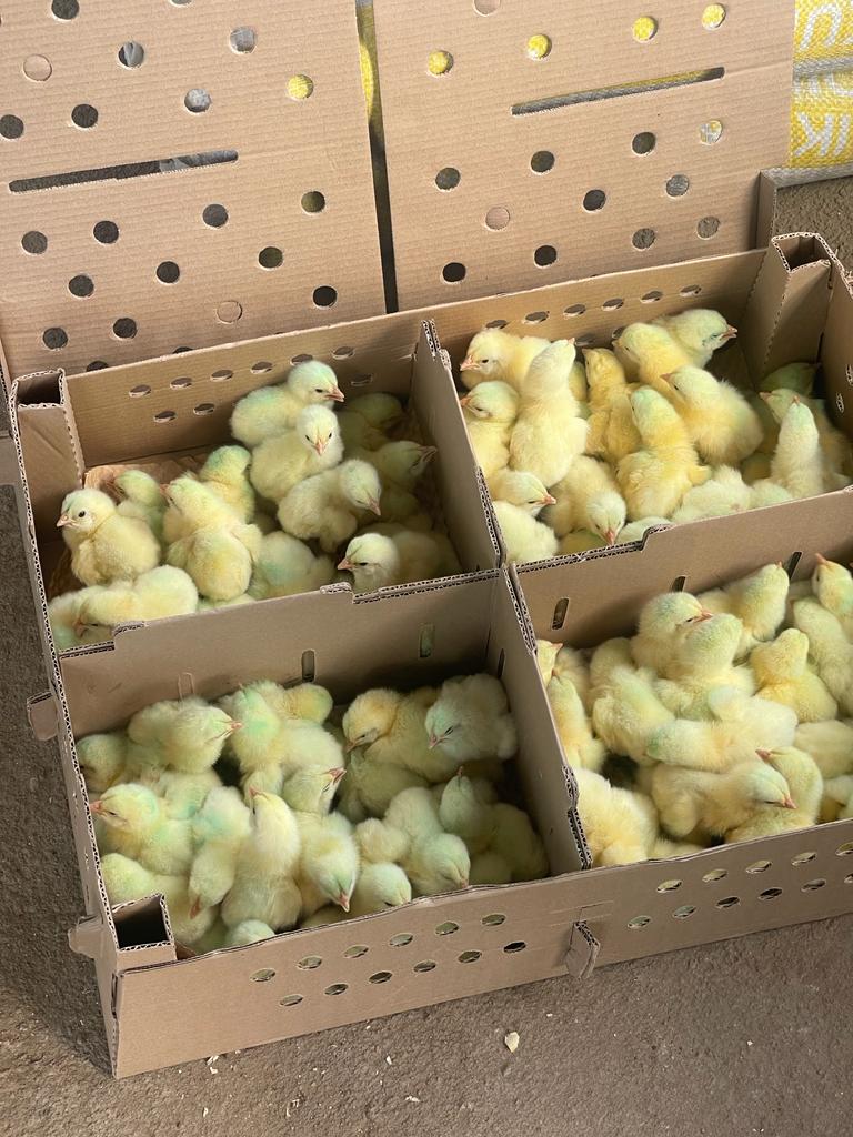 twin_chicks's tweet photo. Day old Twin Chicks 
"Success is no accident. It is hard work, perseverance, learning, studying, sacrifice and most of all, love of what you are doing or learning to do"
#twinchicks 
#dayold #agripreneurs #youngandfarming https://t.co/owP27kkiEl