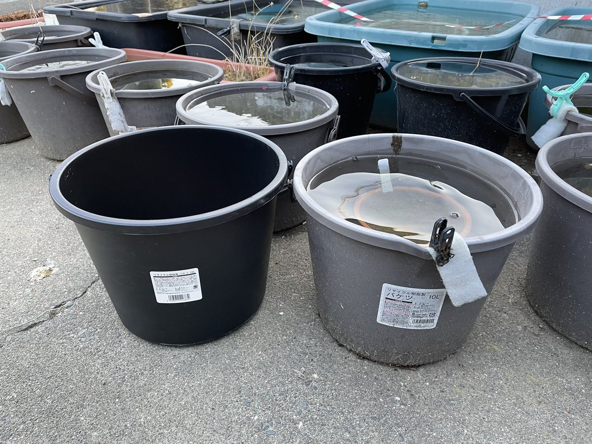 kazu23kazu23k's tweet photo. メダカ飼育に最適な黒容器で、圧倒的に安い!そして水量も10ℓあって深さも結構ある素晴らしい容器が新発売されてました😍
詳しくはYouTube動画でアップしてます↓
https://t.co/Bonipftwom
#メダカ #NVBOX #アクアリウム #ビオトープ #水生植物 #ガーデニング #お花 #100均 #バケツ #改良メダカ https://t.co/kocZZpZ5nG
