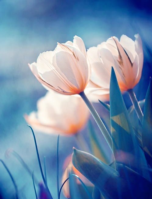 ࿐❥𝖳𝖾𝗋𝖾𝗌𝖺 𝖫 ࿐❥  tweet media