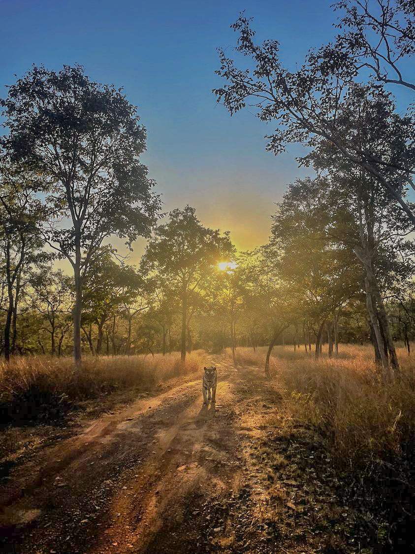 synaheritage's tweet photo. P141 tigress from Panna National Park. 
Courtesy : @MPTourism 

#mptourism #madhyapradesh #Panna #pannanationalpark #chhatarpur #wildlife #incredibleindia #photography https://t.co/28yoVCYDw3