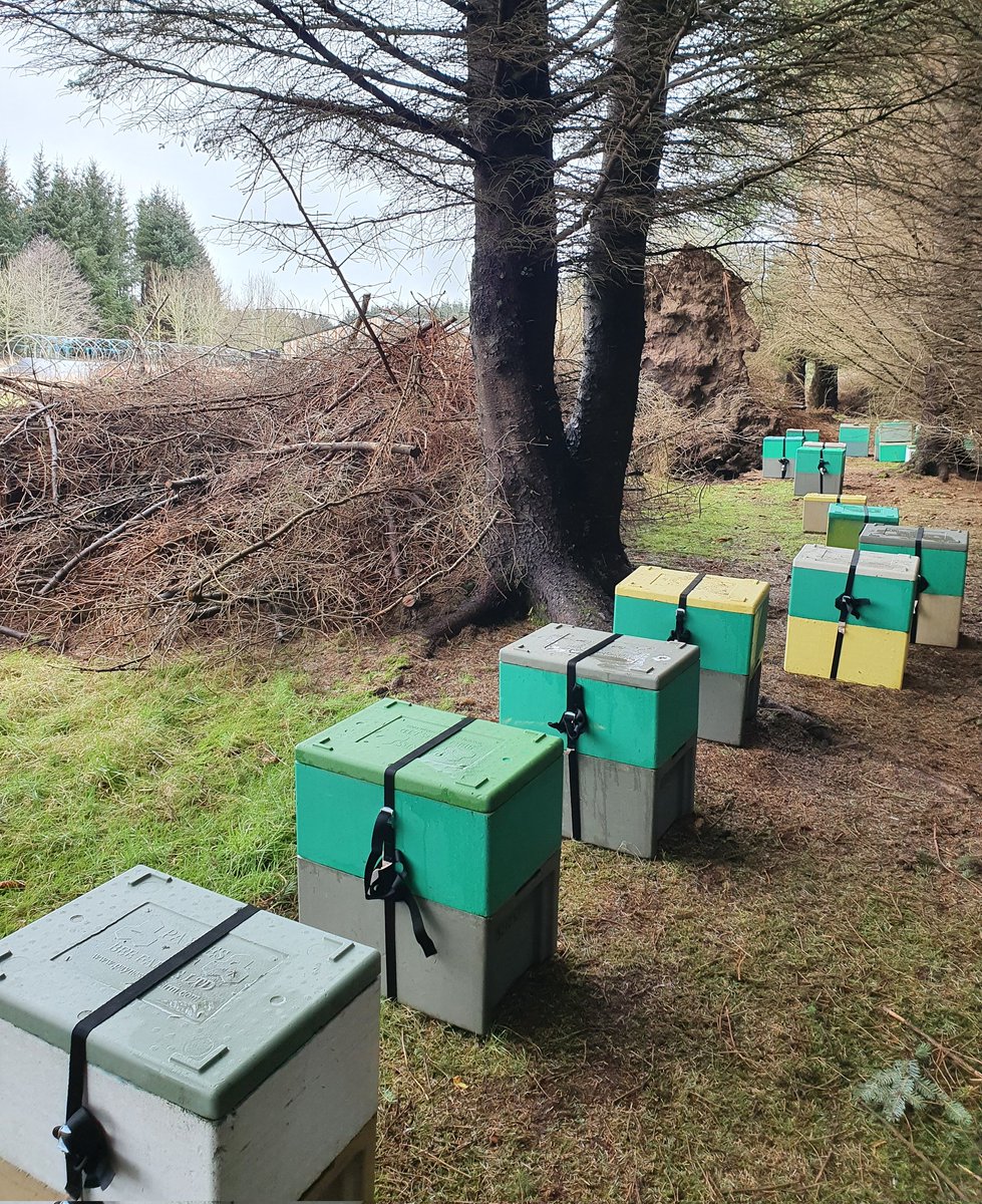 covehoneybees's tweet photo. Double nucs coming on really good...
Weeks are really flying in now won't be long until these girls head to the cherry orchard at Castleton farm.
Poly nucs are from @PaynesBeefarm
#pollination #honeybees #beefarmer #bees #polynucs https://t.co/jUc6SdyC1I