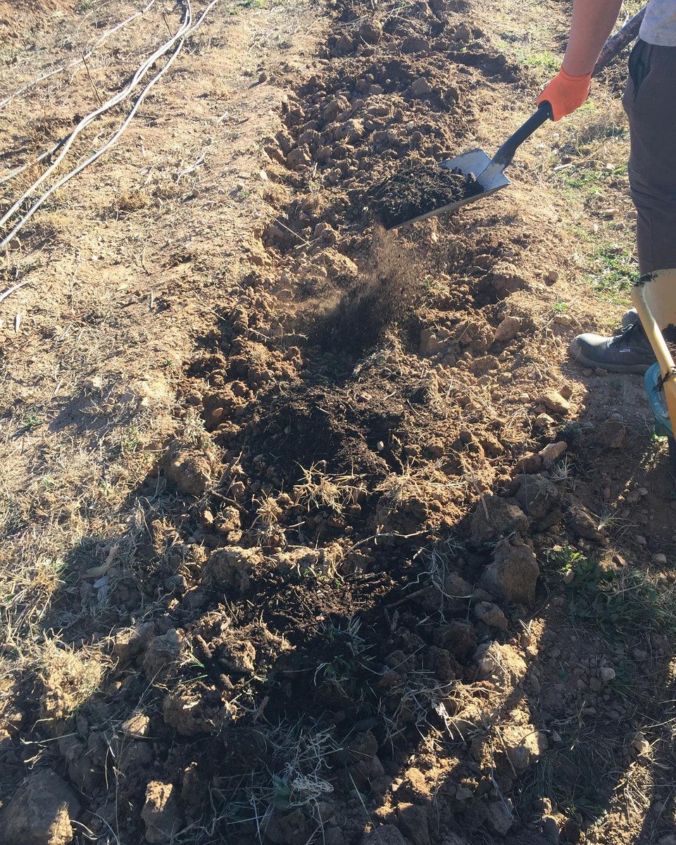 consorcio_crea's tweet photo. El IES la Creueta de #Onil ya ha comenzado a utilizar en su huerto educativo el compost obtenido mediante el servicio #CreaCompost 🌱
Cerramos el círculo, educamos para el futuro. ¡Enhorabuena! 👏
📸 Fotografías de @AgroforestalesO https://t.co/NtD5AQ5nRe