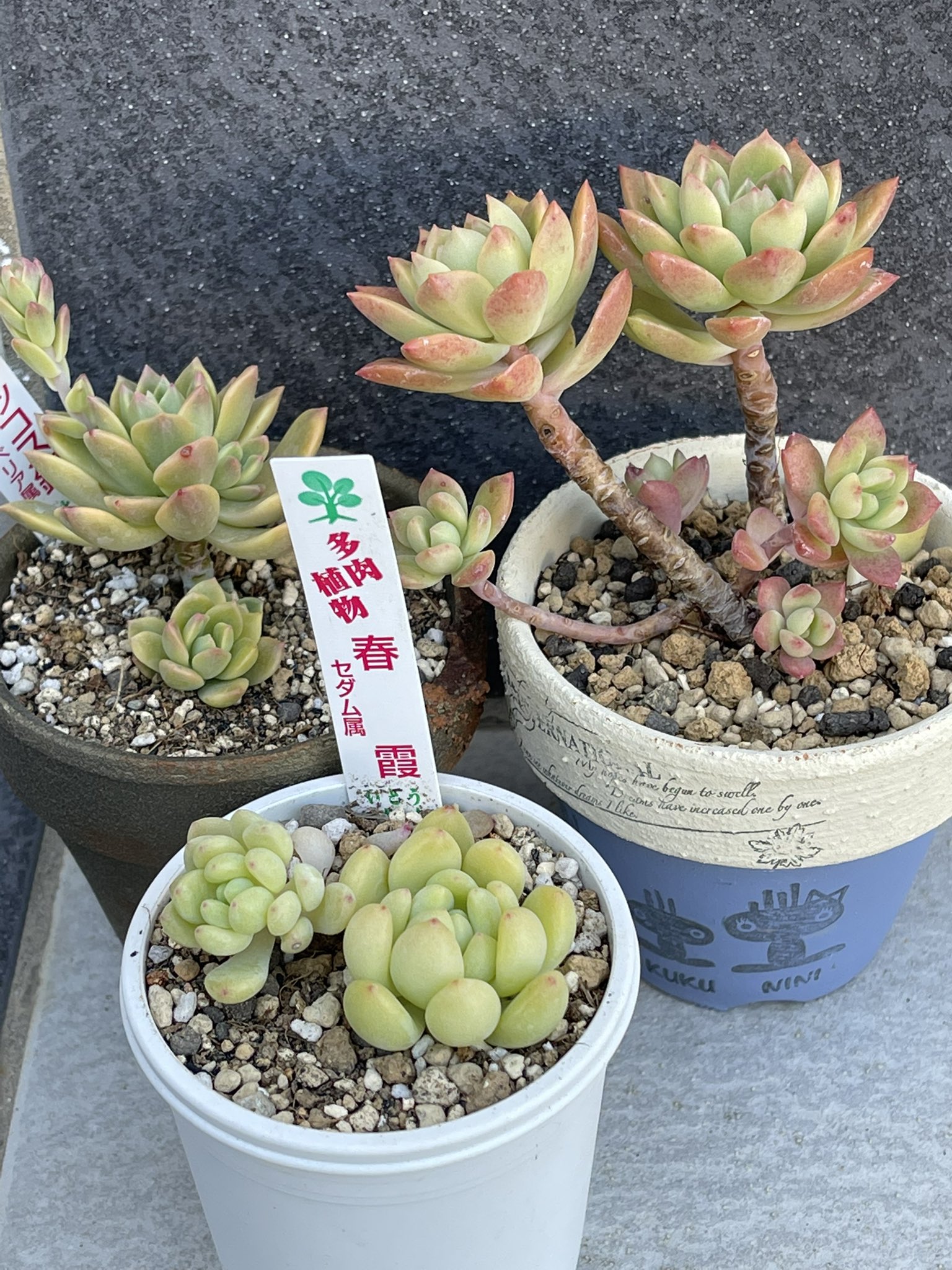 エケベリア マッコス 多肉植物 Www Integrato Com Br