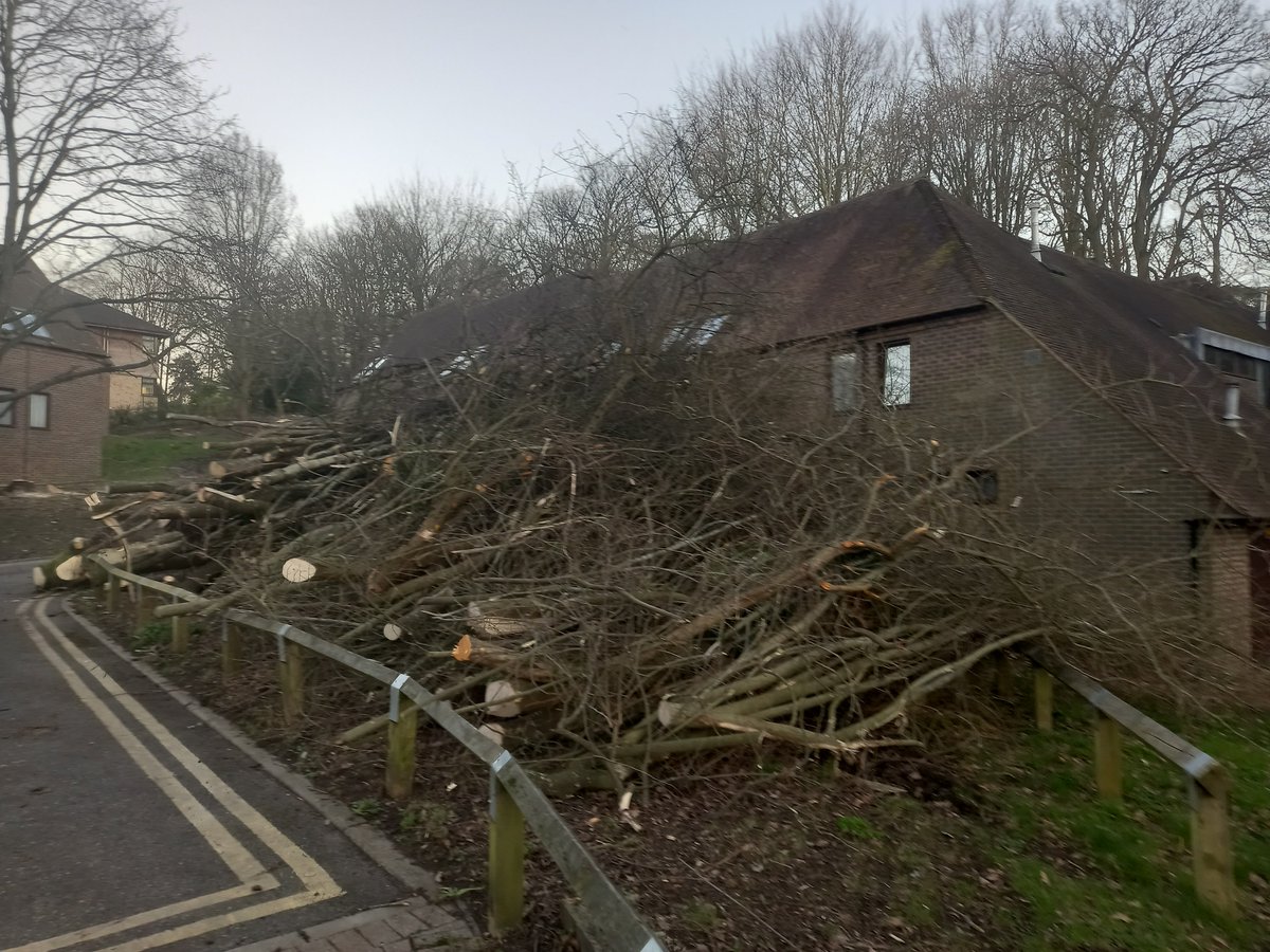 Scenes of devastation on Headington Hill in Oxford as 100 mature trees, many oaks, are felled to make way for new accommodation blocks for Oxford Brookes' students. Eco-destruction on an industrial scale.