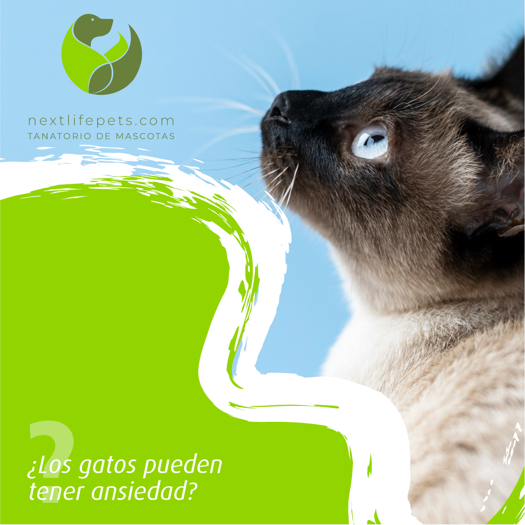 NextLifePets's tweet photo. Los gatos son animales muy susceptibles a los cambios, y por eso es bastante frecuente que manifiesten ansiedad o estrés ante cualquier tipo de situación nueva.
·
🌐 https://t.co/tDjX1DVHmr
·
#Mascotas #TanatoriodeMascotas #Gatos #AnimalesDeCompañía #Murcia #VeterinariosMurcia https://t.co/3wjbPgIYnO