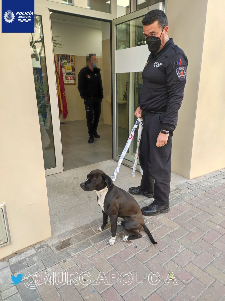 ¿Te suena esta perrita, se llama Dana?
 Dotación de Espinardo la ha encontrado por la zona de Los Rectores.

Se traslada al centro de control de Zoonosis para sus cuidados.

Tu retuit no cuesta nada y puedes ayudar a que vuelva con su familia