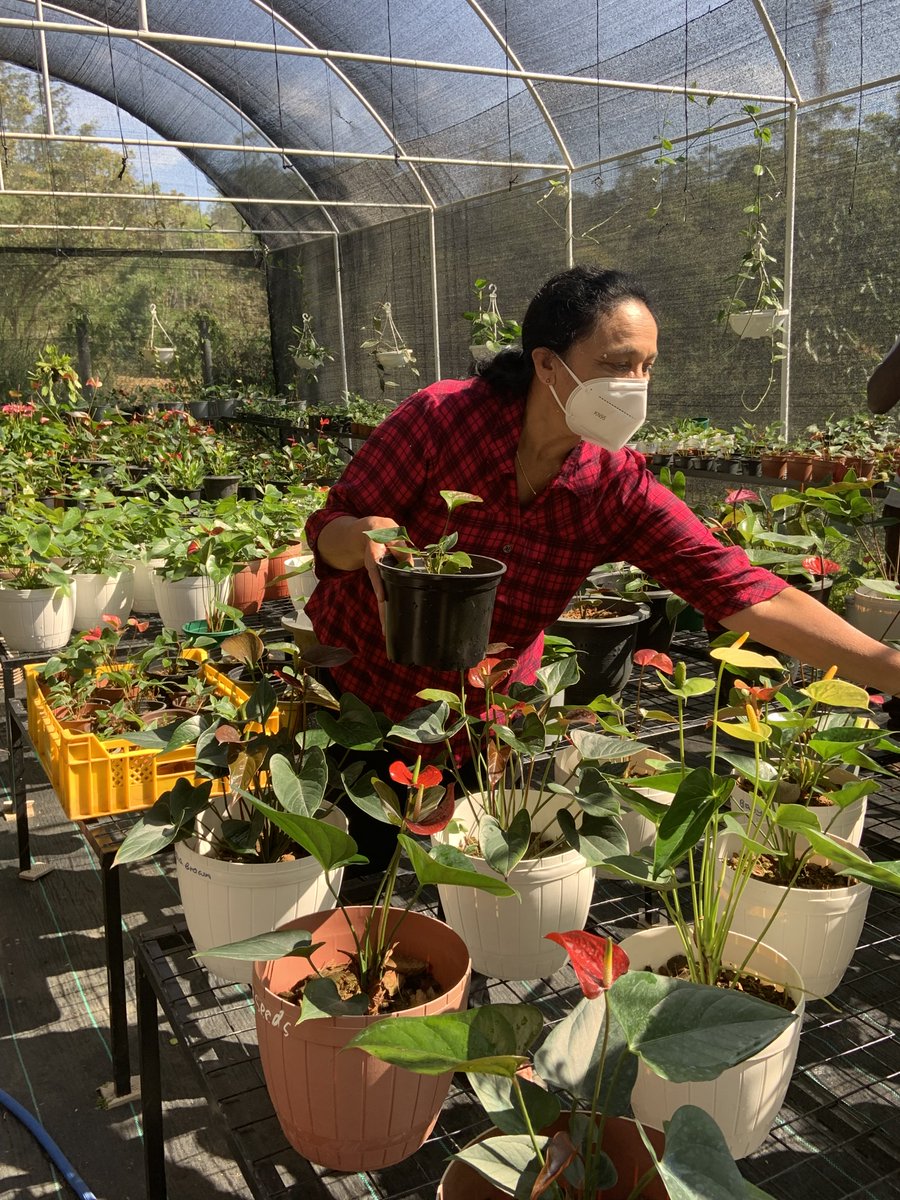 ACTEDSriLanka's tweet photo. A recent visit from the @EU_in_Sri_Lanka to Badulla under the Integrated #EconomicDevelopment project proved fruitful. Bisomenike Thennakoon is a businesswoman benefiting from the project. Her floriculture business has received nearly 1.5 million and increased #employment by 80%. https://t.co/bZGcvJ99C3