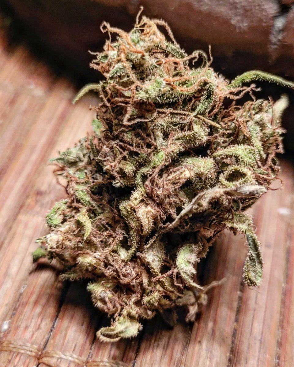 Sophie_MJ's tweet photo. #BLUEBERRY99 💙🍒🧁🍨
➡️Estoy enamorada de esta cepa, de sus terpenos y de su mezcla de cannabinoides🔥
Su esencia es muy floral🌺. Me lleva a mi infancia rapidamente ese aroma a esencia de perfume mezclada con carmín.💄❤
@GreenbudSeeds @Apez140
@INMAQ16
#LaSofiJardinera👩🏼🌾💄🧿 https://t.co/ME5v3yD1yN