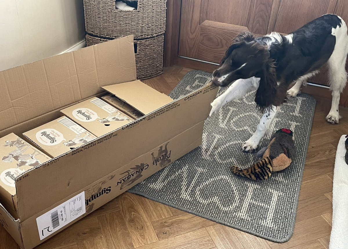 searchdogmillie's tweet photo. My little sister @kodasearchdog opening her @Symplypet puppy fuel delivery 😋 #trainedherwell https://t.co/QN4aF9kIld