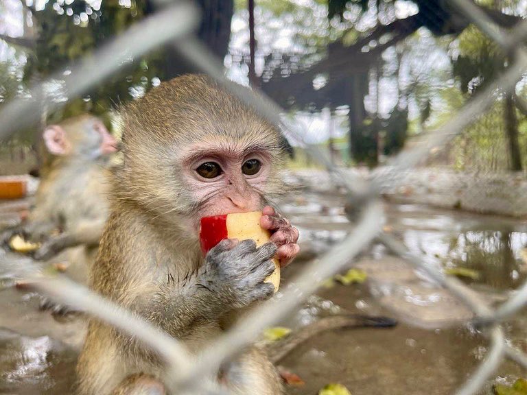 Orphan Astro enjoying her healthy breakfast after her milk. Astro was located and confiscated by the ZPP Rescue Team this January. She was a pet, illegally kept. Astro is growing under the best care, until one day she is ready to join the main vervet troop and be released in KNP